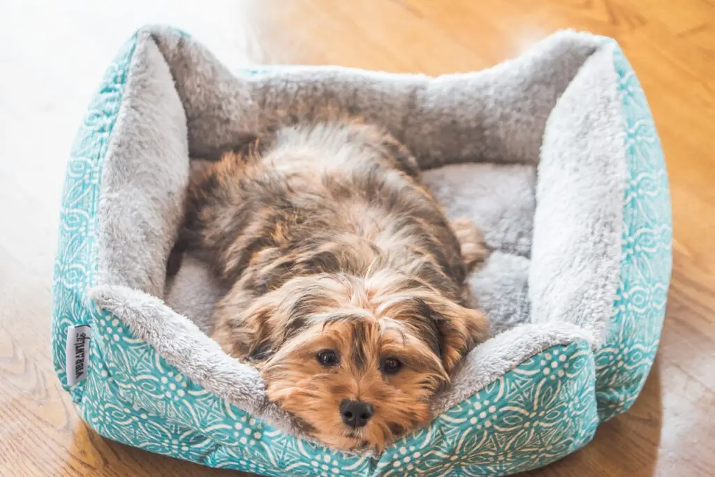 Innovative Pet Beds: Comfortable and Stylish Options for Your Pet’s Rest