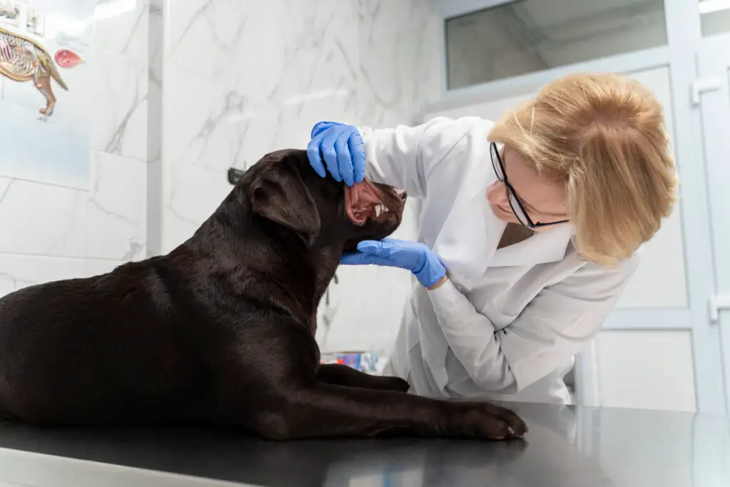 female vet checking dog's teeth looking for tooth infections in dogs