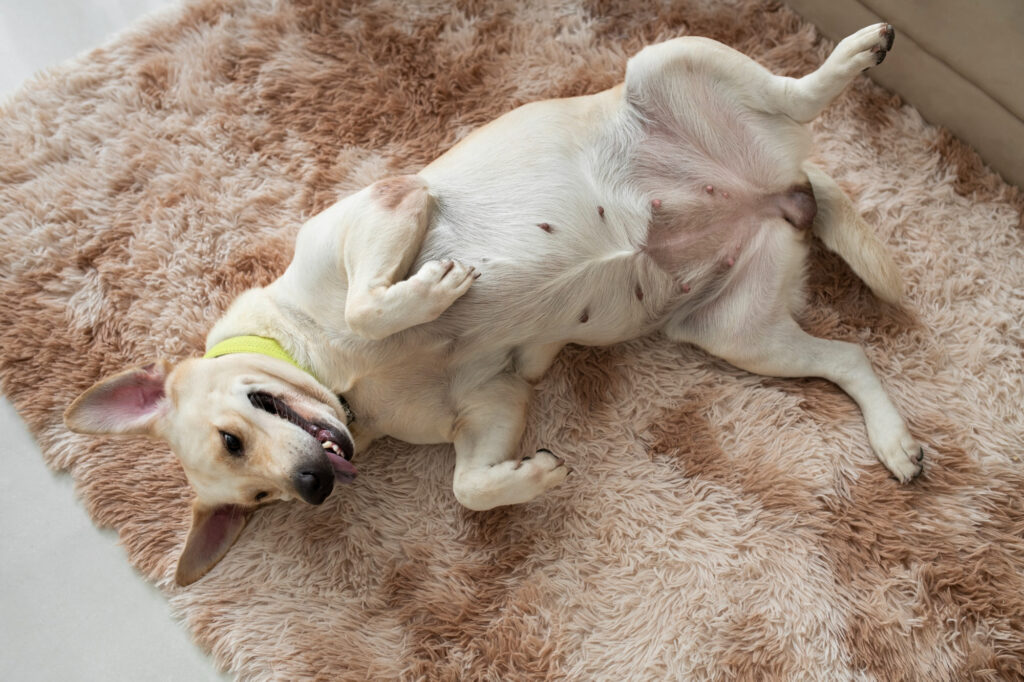 Dog have Smegma, sleeping in the floor.