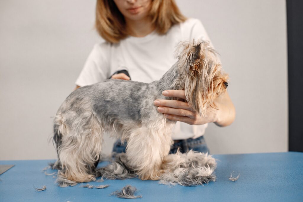 Dog Lose Hair, full body with a famale Vet. and light background