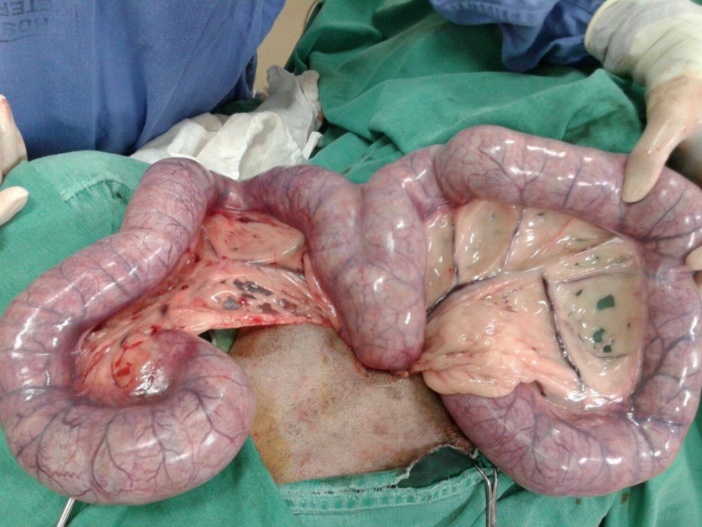 Pyometra in Dogs Picture