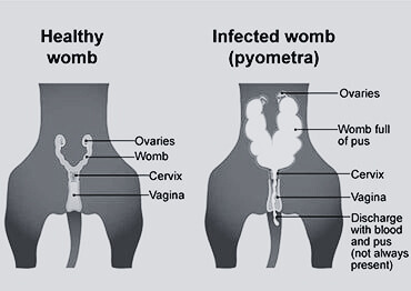 Pictures of Pyometra in Dogs: The difference between Healthy Womb and Infected Womb